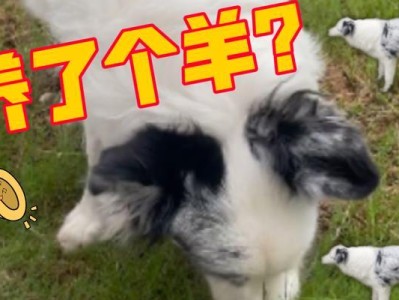 边牧吃草缺少什么？（探索边牧对于草类食物的需求与缺乏）