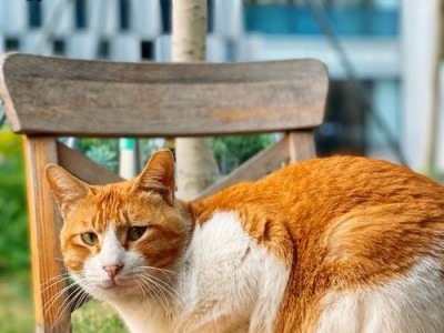 让狗狗独处自在有自信的4种方法（培养狗狗独立性，让其在家时更加放松）