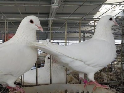 土鸽的全面饲养指南（从环境到饲料，让土鸽健康成长）