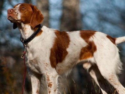 伯瑞犬饲养指南（了解伯瑞犬的特性及适合它们的饲养环境）