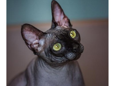 斗龙诀（神秘的猫像和传说中的七龙珠相遇，一场奇幻的冒险即将展开！）