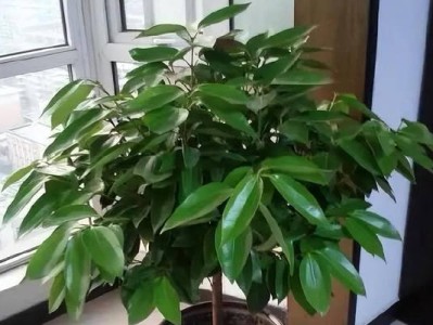 以家庭养孩子最好（创造幸福的成长环境）