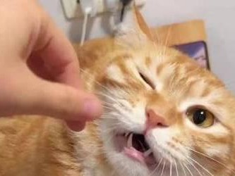 揭秘猫咪的神秘之处（探索猫咪身上隐藏的秘密，解读它们与人类的特殊关系）