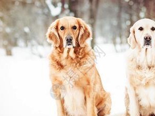 如何训练可卡犬与人握手？（从基本训练到高级技巧，轻松掌握“握手”技能）