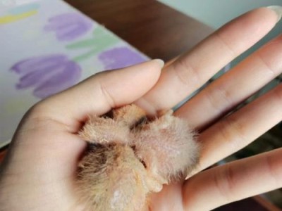 轻松养好刚出壳的小鸟，5招让你信手拈来（刚出壳鸟喂什么，这些方法让你零压力养鸟）