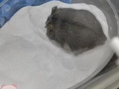 探究仓鼠浴沙的最佳材料选择（宠物仓鼠的沐浴需求与浴沙材料的关系）