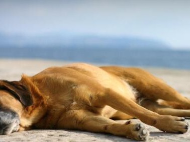 喂养不当，秋田犬生病！（宠物饮食、营养不良、疾病预防）