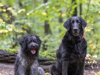 养护平毛寻回猎犬的全方位指南（保障平毛寻回猎犬的健康与幸福）