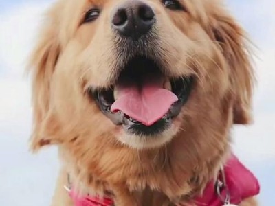 新手适合养什么大型犬？（最适合新手养的6种狗狗！）