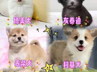 柯基犬的价格和流行度调查（小短腿犬种的稀缺性与魅力）