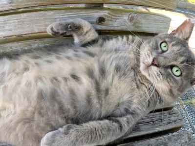 猫咪胡子掉了，多久才能长出来？（胡须掉落周期及促进生长的关键）