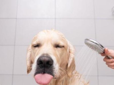 二个月大的小狗可以洗澡吗？（了解二个月大小狗的洗澡方法）