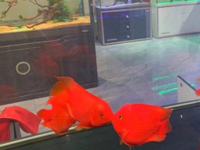 以鹦鹉鱼为主题的水族箱造景之美（打造一个宛如海底奇境的鹦鹉鱼世界）