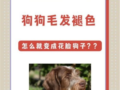 狗症状检查方法及相关知识（了解狗的常见症状，保护宠物健康）