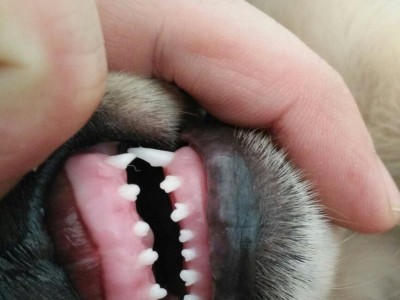 探秘狗类生物学中的特殊牙齿-犬齿（犬齿）