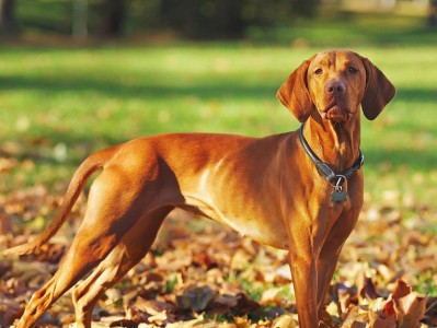 如何科学养护你的维兹拉犬（掌握这些技巧，让你的宠物更健康快乐）