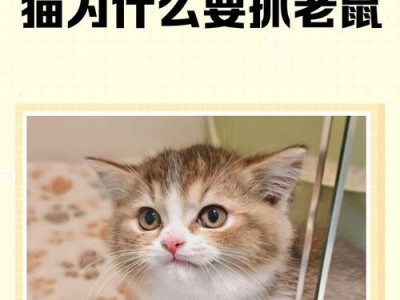 如何训练猫咪抓老鼠（提高猫咪捕鼠技巧的方法与技巧）