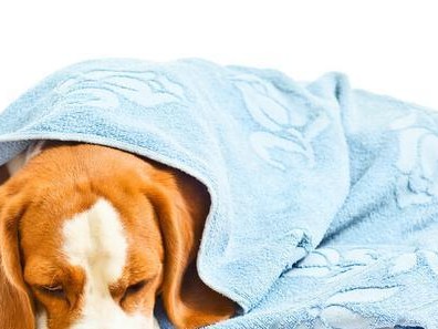 如何判断宠物犬狗是否患有感冒或传染病（分辨狗狗的健康状况，提高宠物犬的生活质量）