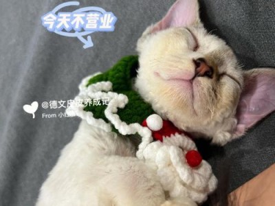 如何合理安排金毛的饭点时间？（新手铲屎官们的饲养经验分享，让你的金毛更健康快乐！）