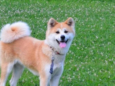 秋田犬饲养全指南（从宠物到伙伴，让你的秋田犬健康快乐成长）