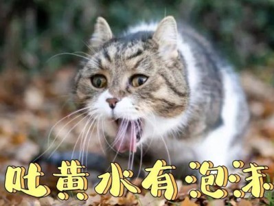 小猫吐黄水拉稀不吃不喝，应该怎么办？（宠物养护的注意事项、小猫的健康状况、小猫的饮食问题）