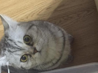 揭秘猫为什么会一抽一抽的（解析猫咪身体为什么会出现抽动现象）
