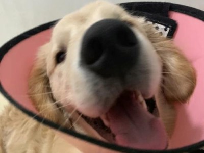 犬感冒症状及预防措施（了解犬感冒的主要表现及如何保护你的爱犬）