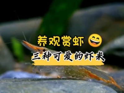 养观赏虾的技巧与要点（打造精致水族箱守护活泼观赏虾）