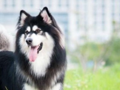 如何正确喂养阿拉斯加雪橇犬幼犬？（掌握正确喂养方法，助力阿拉斯加雪橇犬幼犬健康成长！）