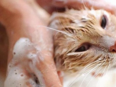 猫妈必知的猫咪洗澡小技巧（下）（如何让你的宠物享受洗澡乐趣？-）