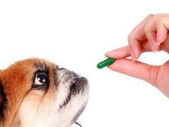 狗狗肾病综合症（探究狗狗肾病综合症的致病原因、典型症状以及如何治疗）