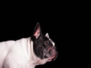 法国斗牛犬黑色纯种的特点与魅力（探秘法国斗牛犬黑色纯种的优雅和力量）