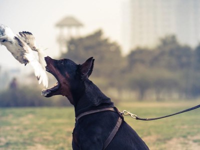 小鹿犬耳朵掉毛结痂的原因及处理方法（揭秘小鹿犬耳朵毛发问题，助你解决犬儿烦恼）