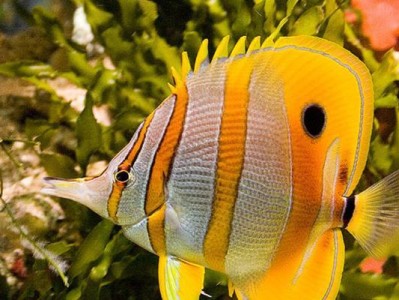 黄色蝴蝶鱼饲养全指南（宠物养护、食物选择、水质管理、疾病预防）