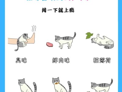 猫咪变臭的原因及解决方法（探究猫咪突然变臭的根源与对策）