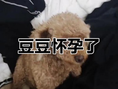 泰迪犬生完幼崽后恢复期多久可以再次怀孕？（探究泰迪犬产后复原周期及再次受孕的关键因素）