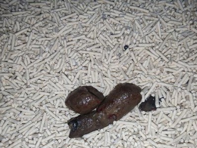猫咪屁股流血怎么办？（了解原因，选择合适药物，保护猫咪的健康）
