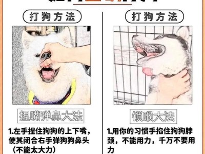 如何训练雪纳瑞大小便？（从宠物的角度出发，掌握正确的训练方法）