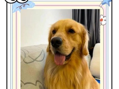 金毛犬的理想体重范围是多少？（了解金毛犬的体重标准，确保它们的健康生活）