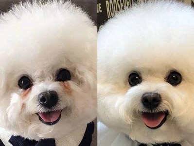 比熊的喜欢跟随之谜（揭秘比熊为何总是紧跟在我身后）