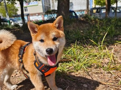 柴犬（探究柴犬的价格、多样颜色及饲养要点，让你成为柴犬专家）