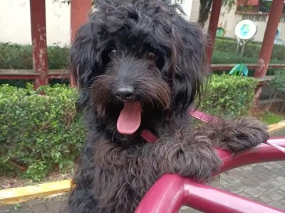 胖胖的泰迪（探寻胖胖泰迪的独特魅力）