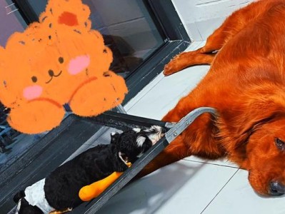 如何训练狗狗控制大小便？（控制狗狗大小便的关键步骤）