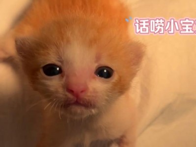 猫叫声少？探究为什么某些猫的叫声较为寡言（窥探猫咪沉默的原因与背后秘密）