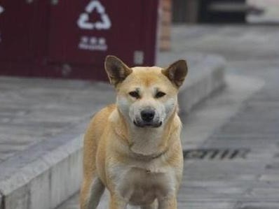 中华田园犬的全面饲养指南（了解中华田园犬，从饲养开始）