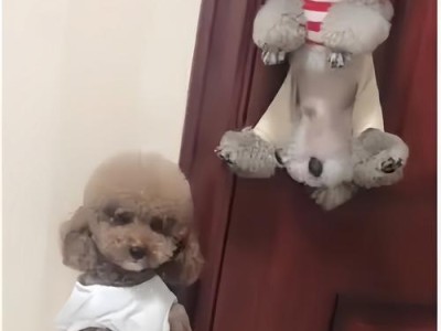 泰迪犬饲养的5大误区（了解正确的泰迪犬饲养方式，让你的宠物更健康快乐）