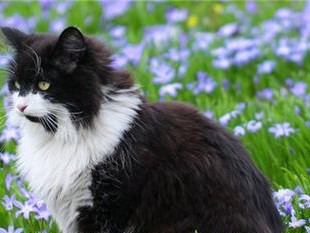 挪威森林猫的饲养方法（如何饲养一只健康快乐的挪威森林猫？）