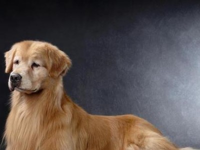 金毛幼犬的饮食需求（如何确保金毛幼犬获取足够的营养）