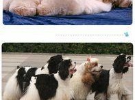 以cku注册犬舍的审批时间及流程（注册犬舍的审批需要多长时间？以cku为例详解审批流程）