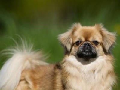 大瑞士山地犬的饲养方法（了解大瑞士山地犬，让饲养更轻松）